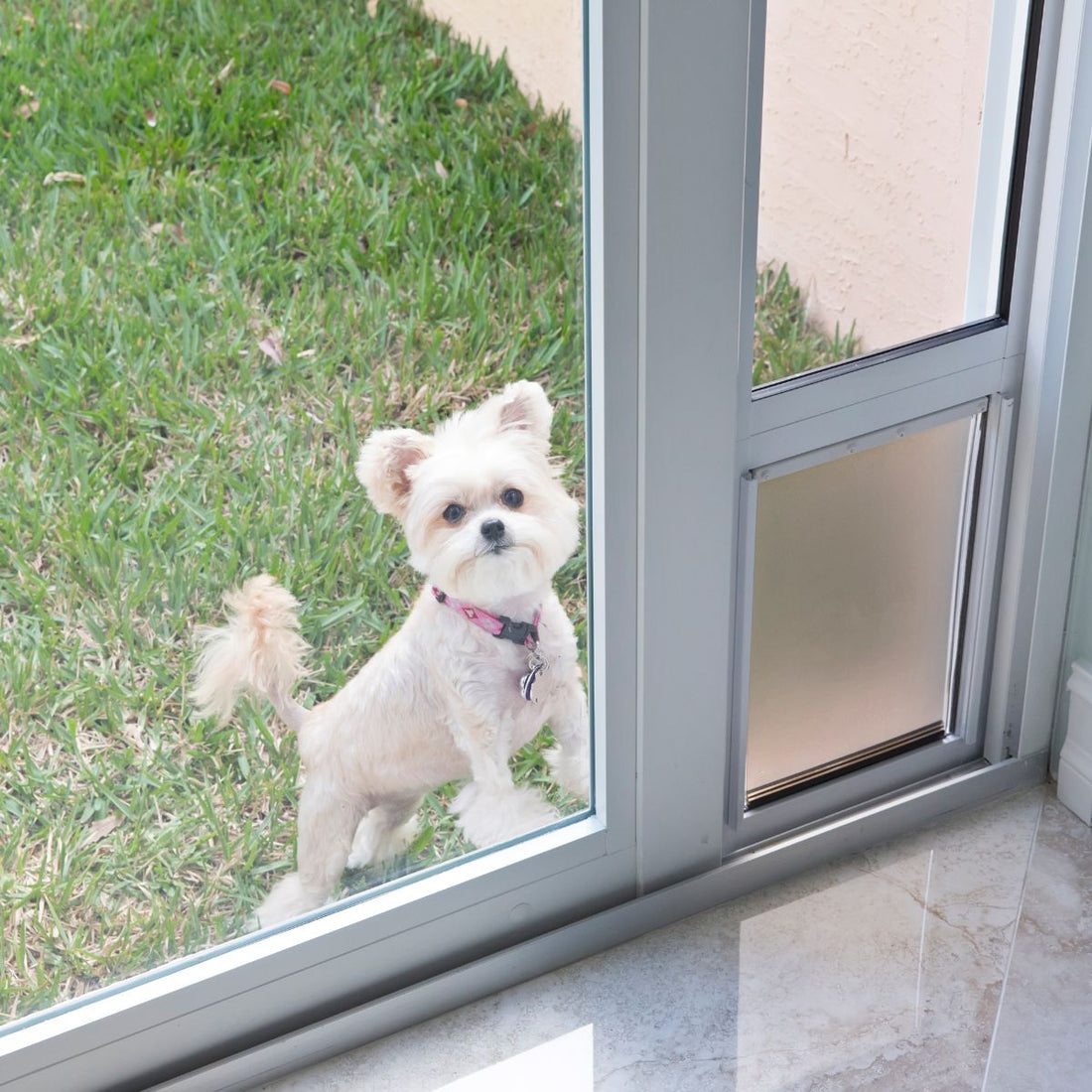 Unleash the Facts: Are Cat and Dog Doors Safe for Your Home?